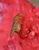 Drosophila immigrans